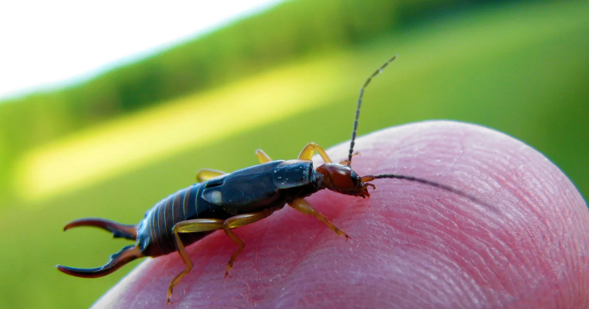 Earwig on finger - professional identification guide for Texas homeowners